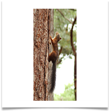 COMMENDED Squirel on the Up - Helen Kulczycki